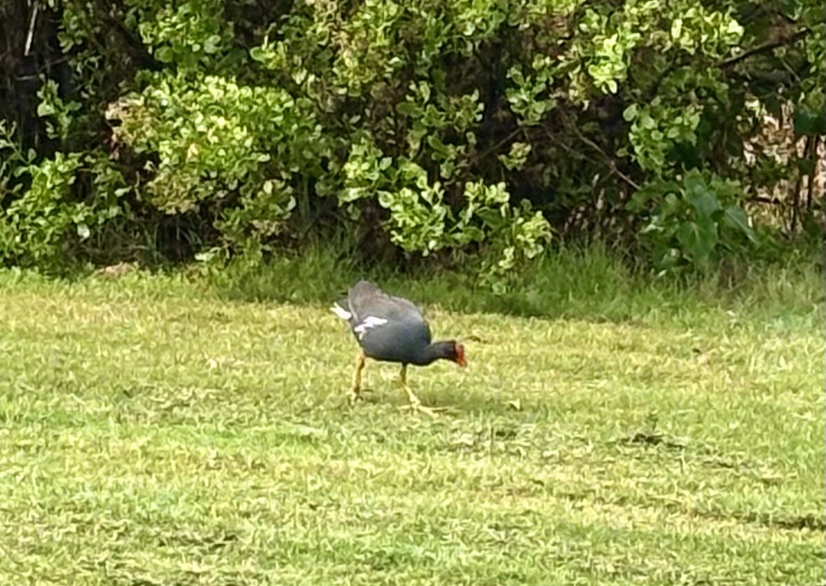 アメリカバン - ML645135292