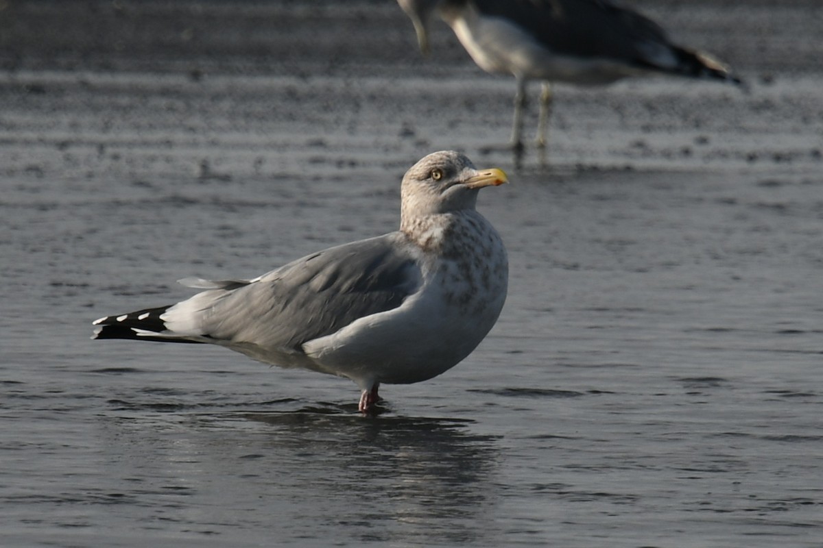 American Herring Gull - ML645135296