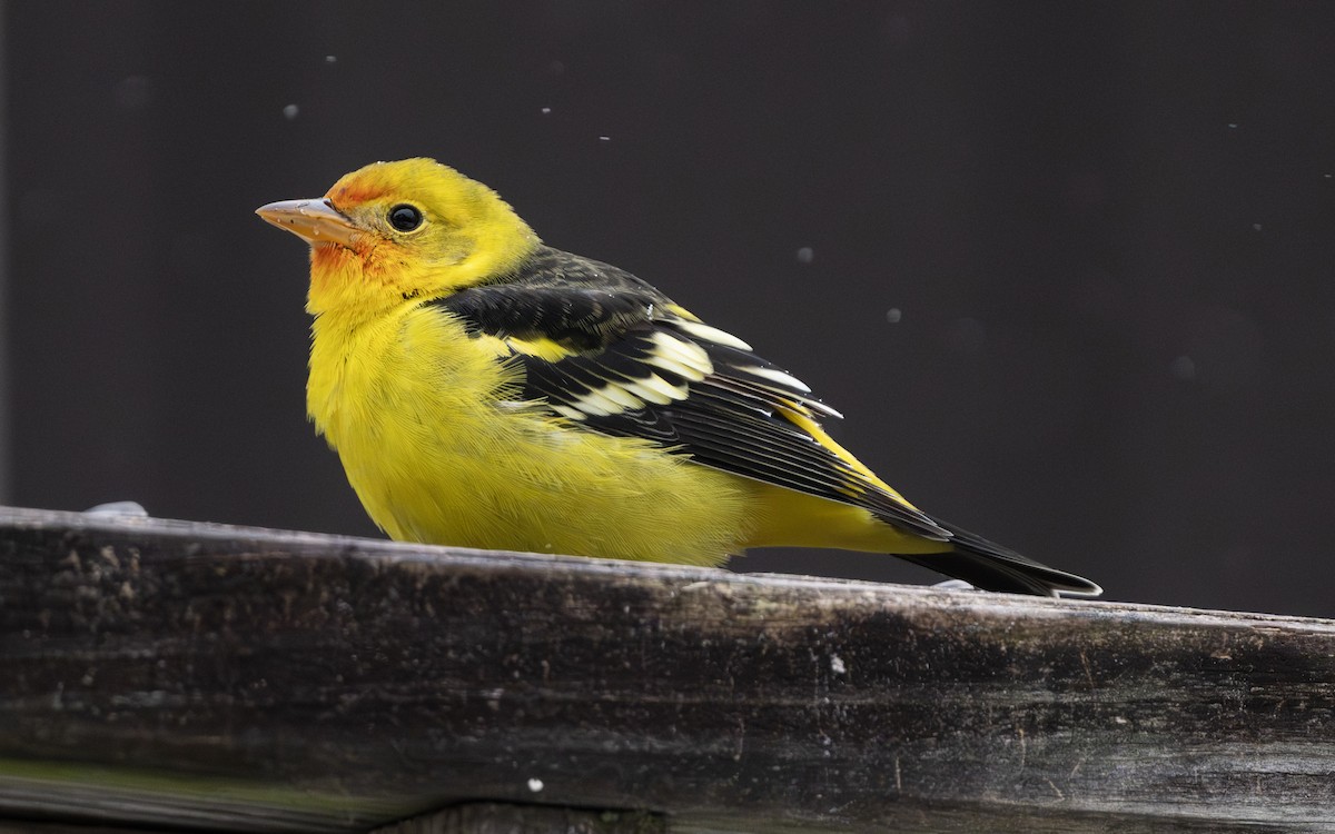 Western Tanager - ML645135297