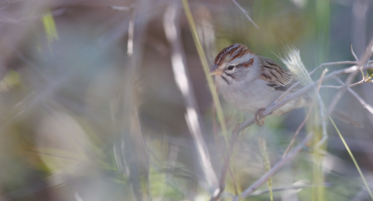 Rufous-winged Sparrow - ML645135299