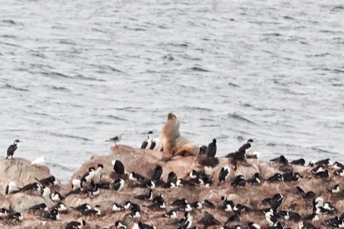 Dolphin Gull - ML645135300