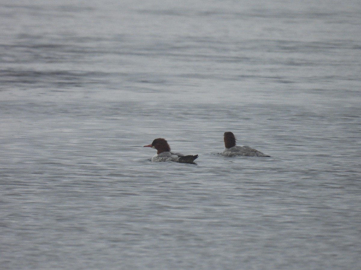 Zerra handia - ML645135301