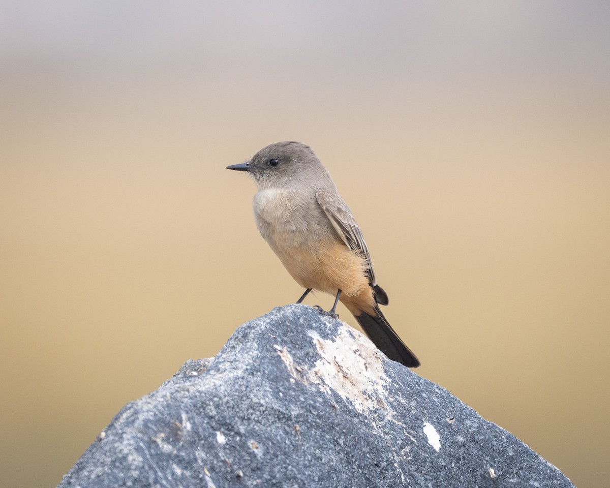 Say's Phoebe - ML645135302