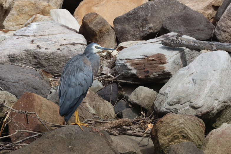 White-faced Heron - ML645135303