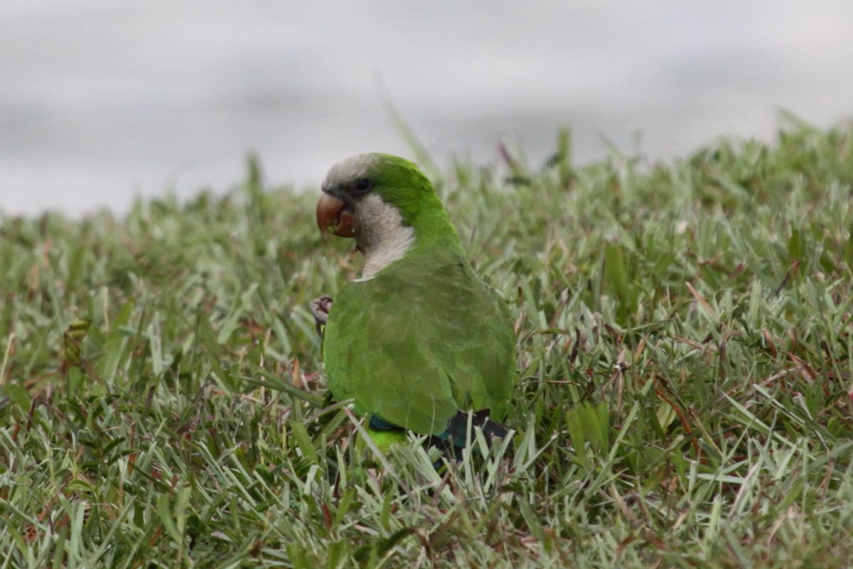 Papagai bulargrisa - ML645135304