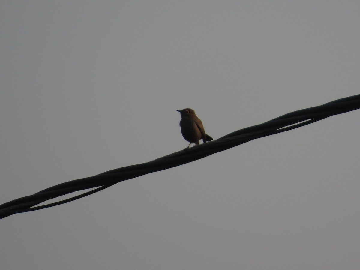 Indian Robin - ML645135305