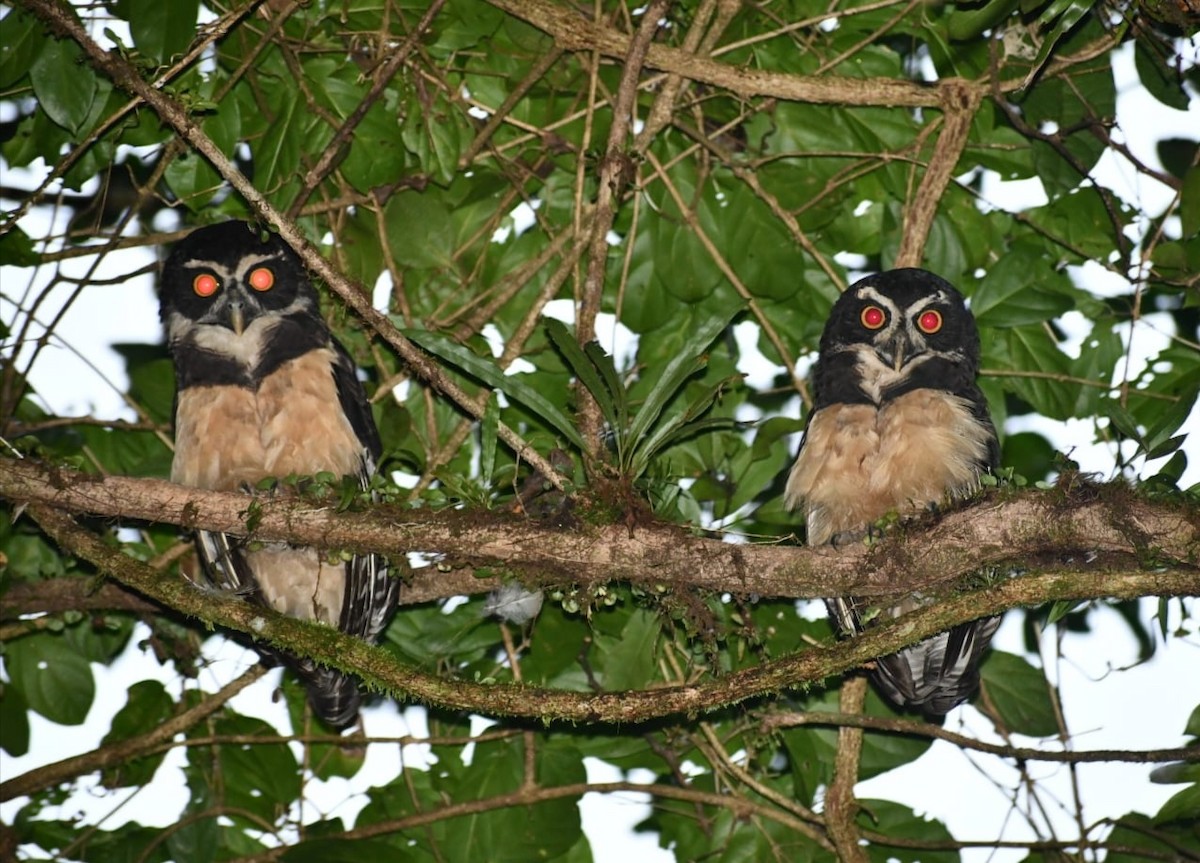 Spectacled Owl - ML645135306