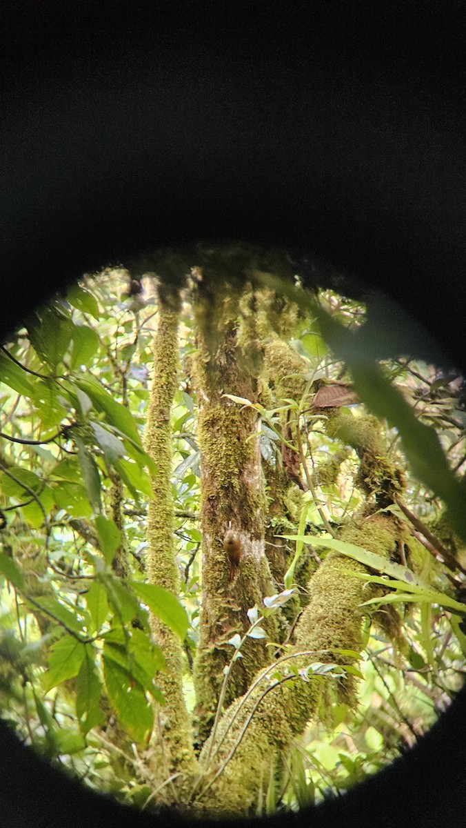 Spot-crowned Woodcreeper - ML645135308