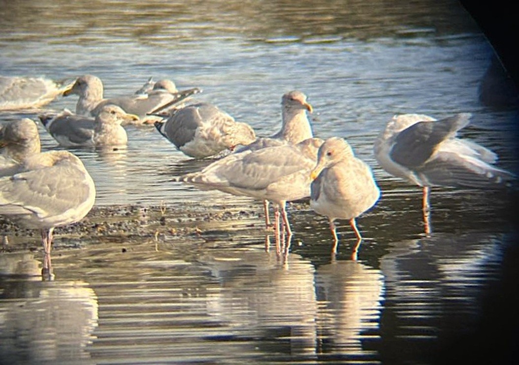 Western x Glaucous-winged Gull (hybrid) - ML645135310