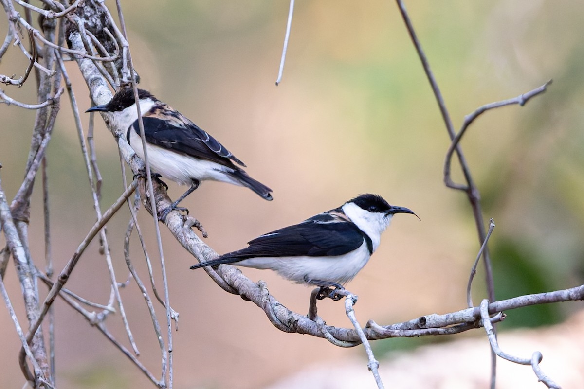 Banded Honeyeater - ML645135314