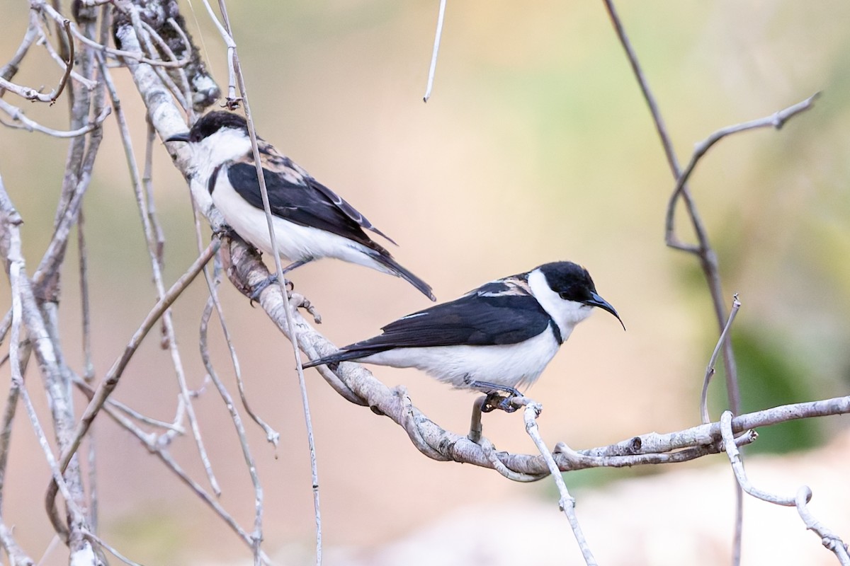 Banded Honeyeater - ML645135315