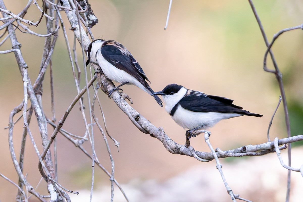 Banded Honeyeater - ML645135316