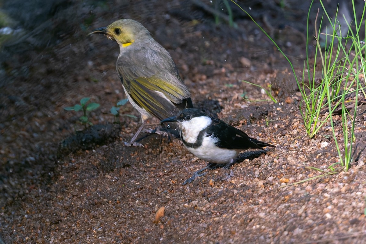Banded Honeyeater - ML645135317