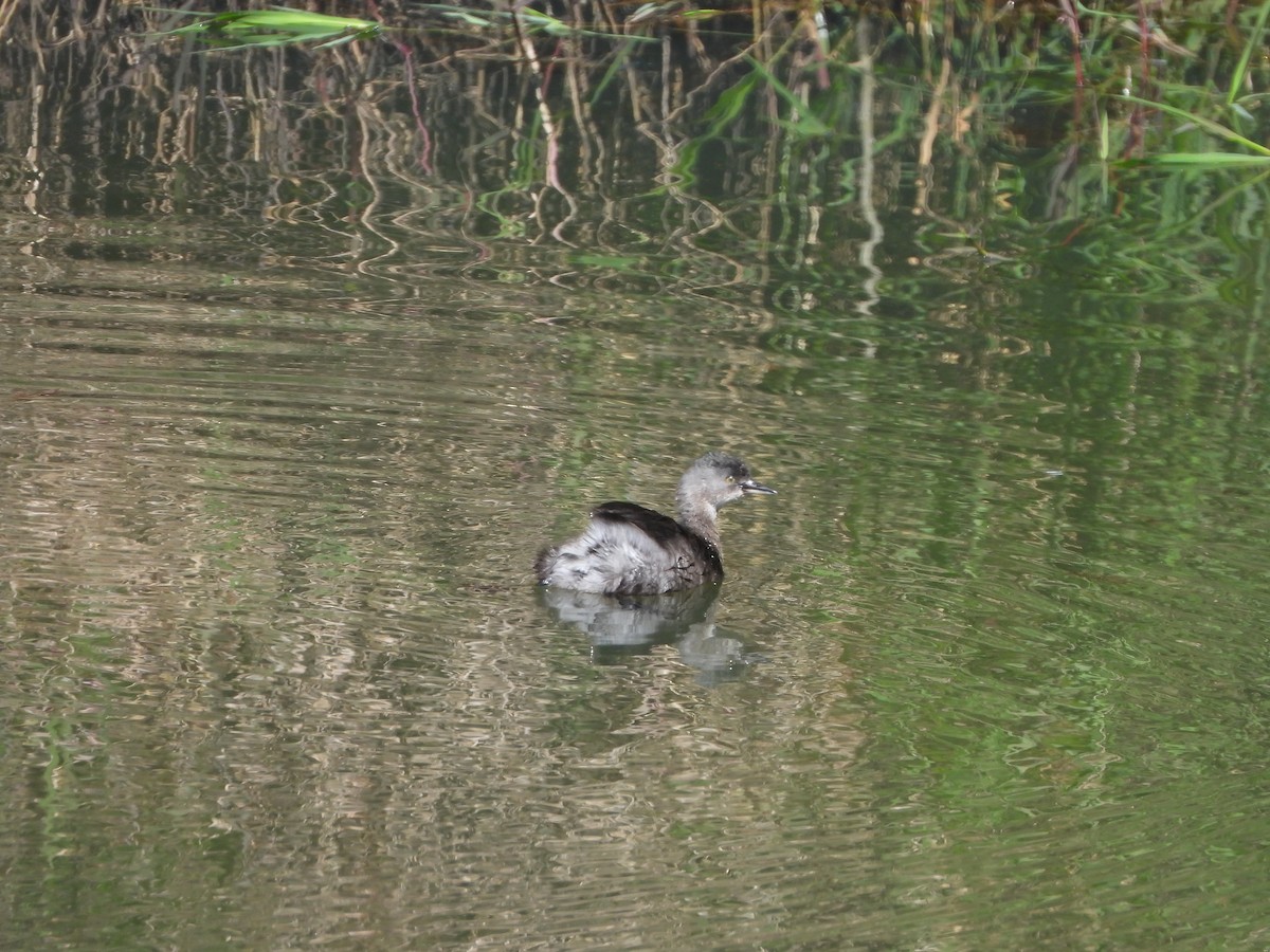 Txilinporta beltza - ML645135318