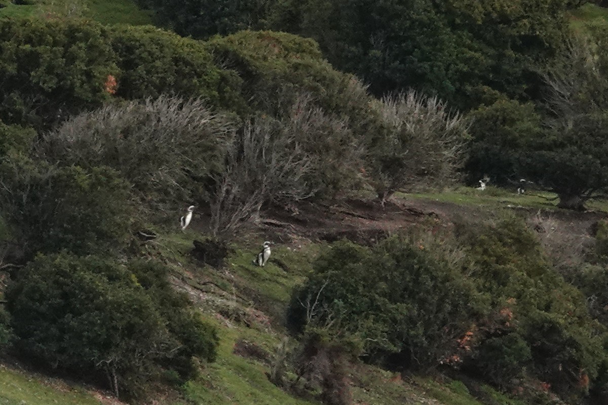 Magellanpinguin - ML645135319