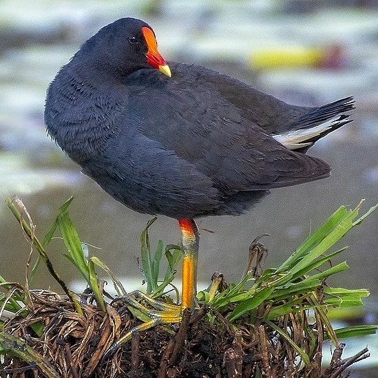 Dusky Moorhen - ML645135320
