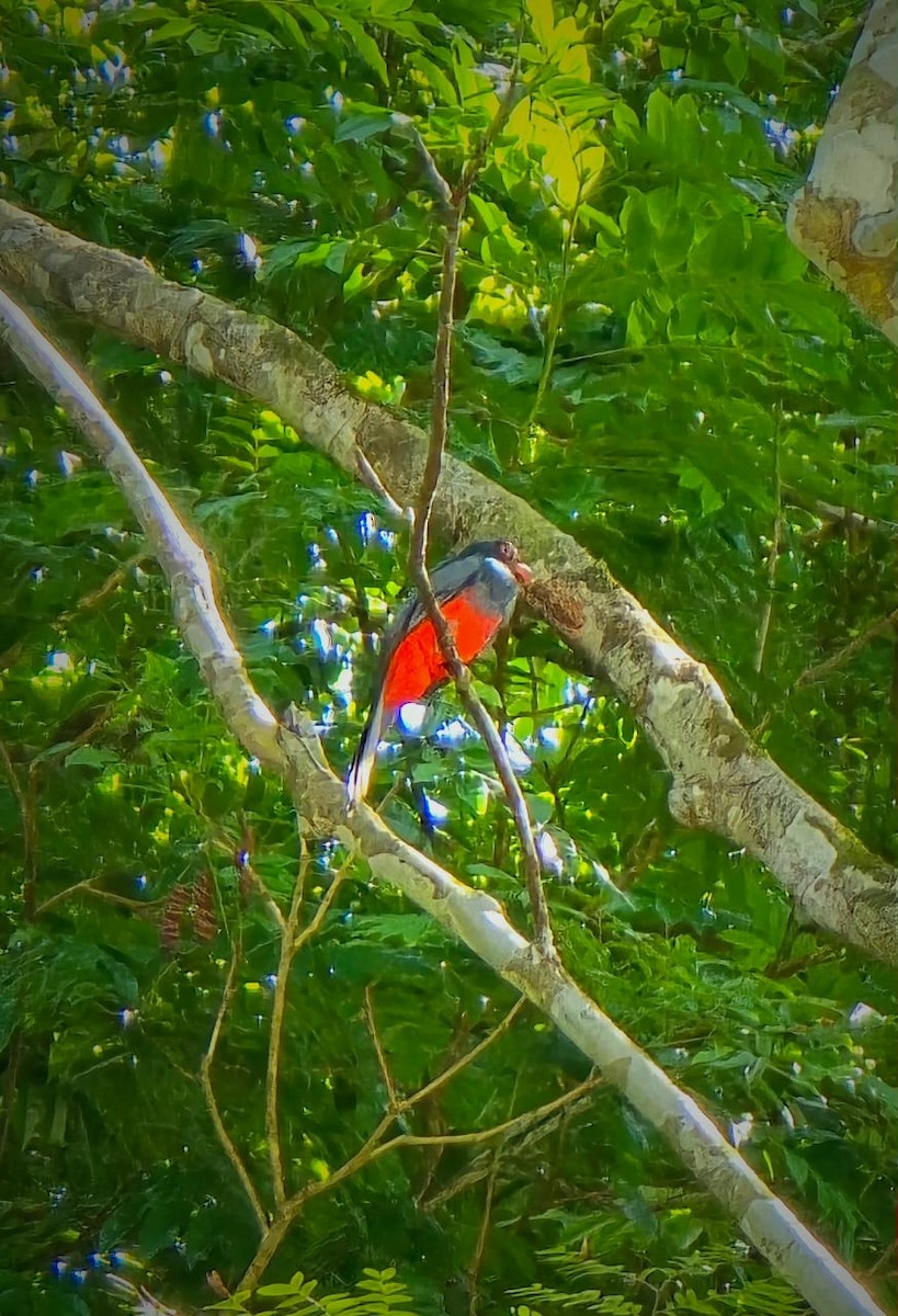 Slaty-tailed Trogon - ML645135321