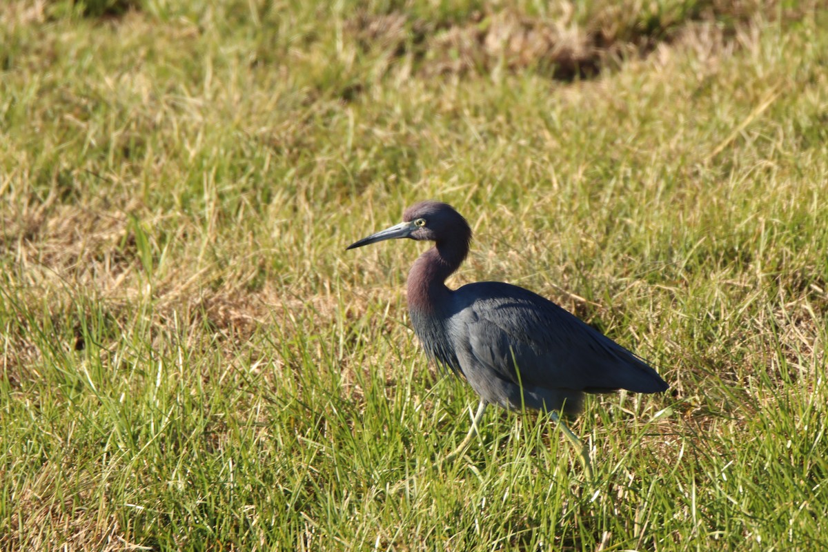 Koartzatxo hirukolorea - ML645135323