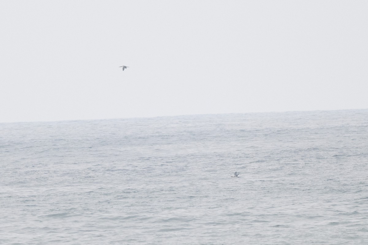 Aliota handia - ML645135324