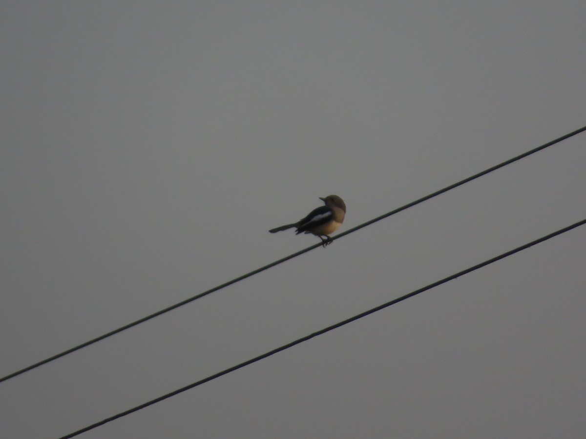 Oriental Magpie-Robin - ML645135325
