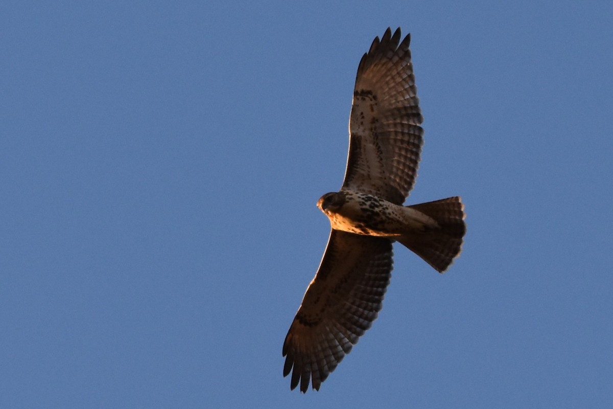 Zapelatz buztangorria - ML645135326