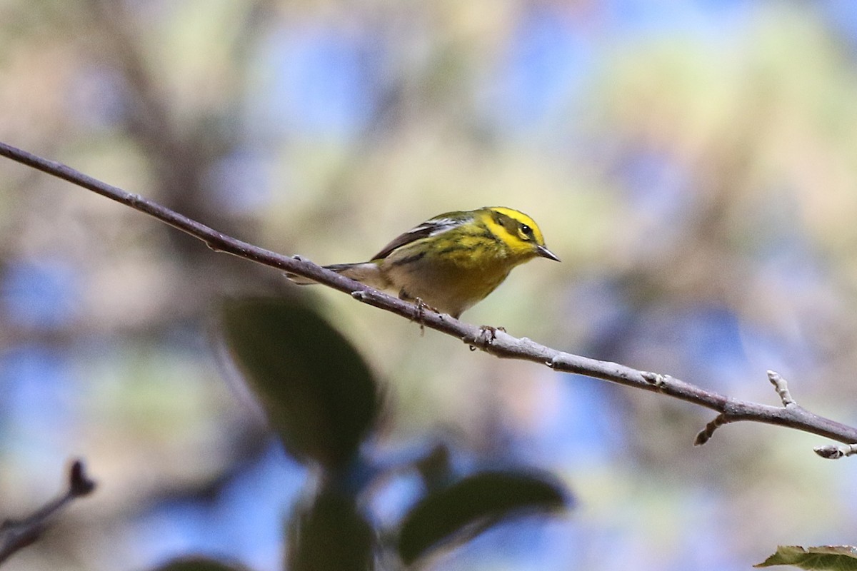 Townsend's Warbler - ML645135327