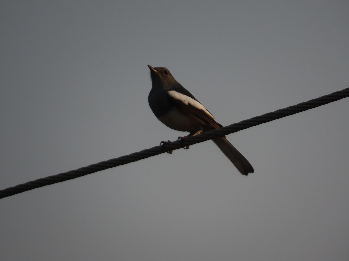 Oriental Magpie-Robin - ML645135330