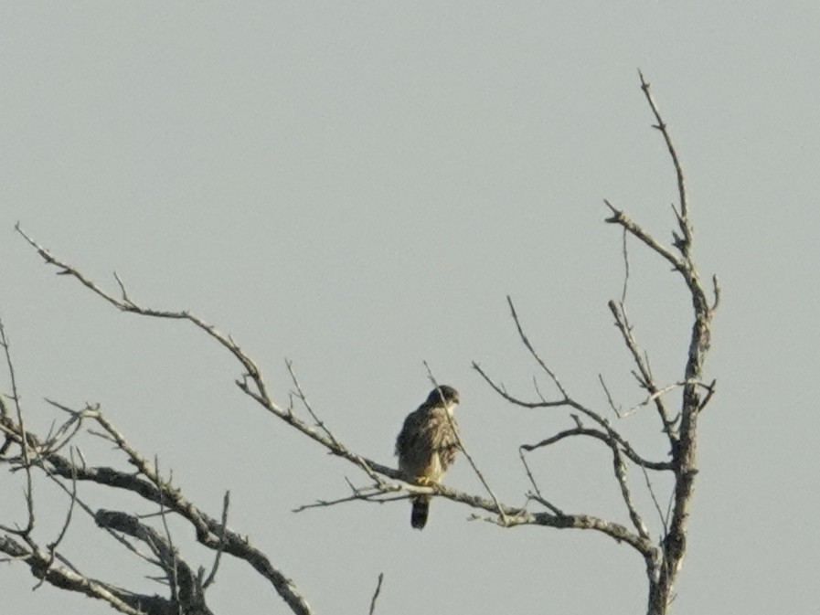 Belatz txikia - ML645135331