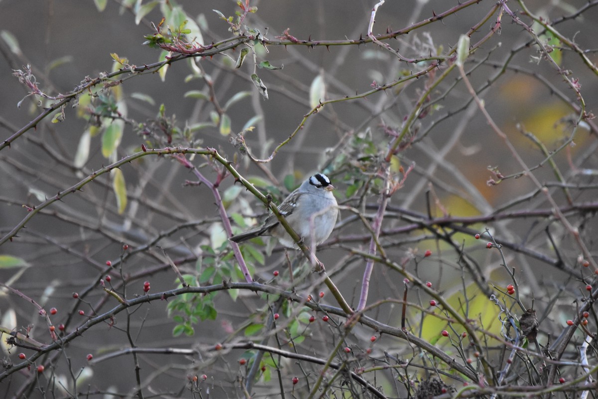White-crowned Sparrow - ML645135332