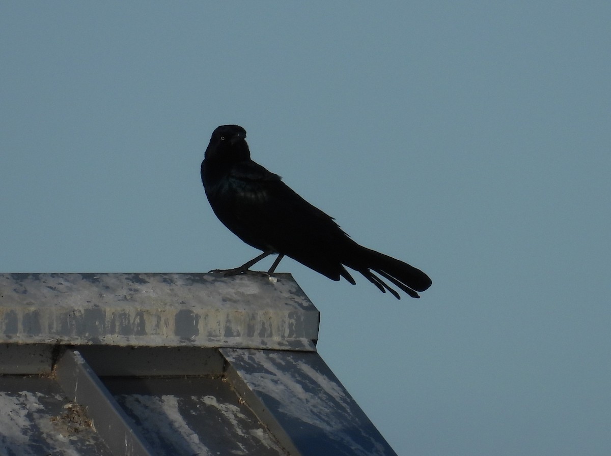 Boat-tailed Grackle - ML645135333