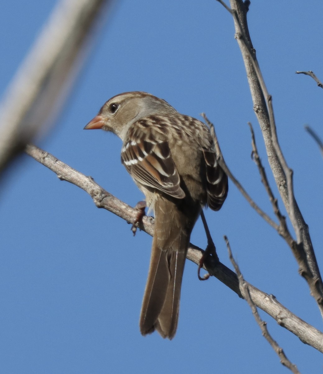 White-crowned Sparrow - ML645135334