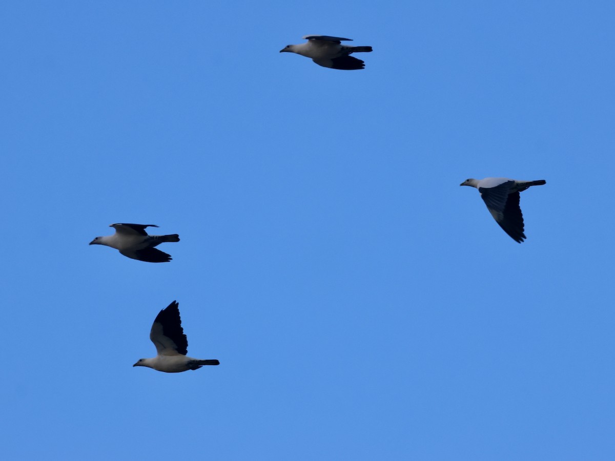 Torresian Imperial-Pigeon - ML645135336