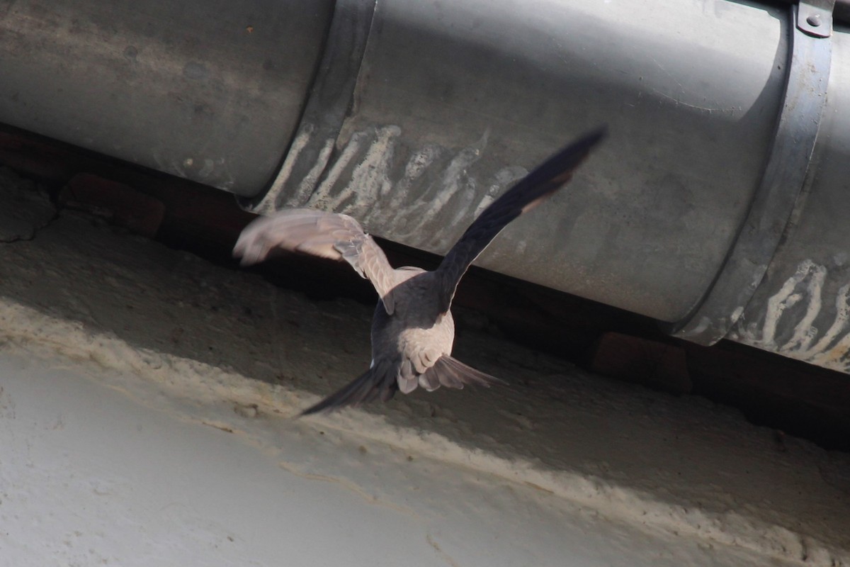 シロハラアマツバメ - ML645135337