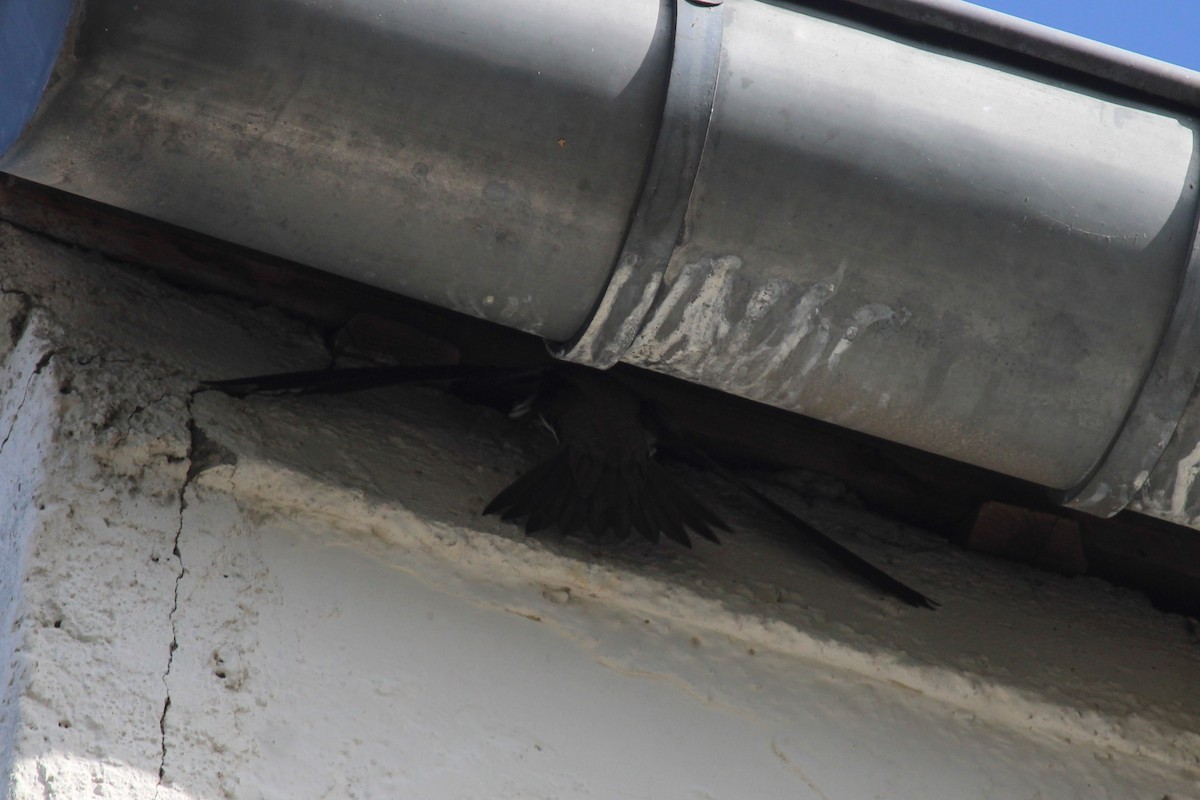 シロハラアマツバメ - ML645135338