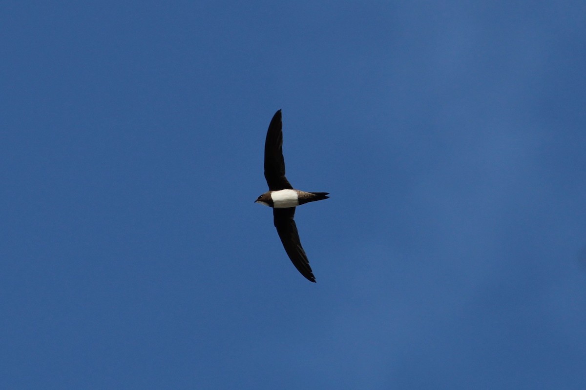 シロハラアマツバメ - ML645135339