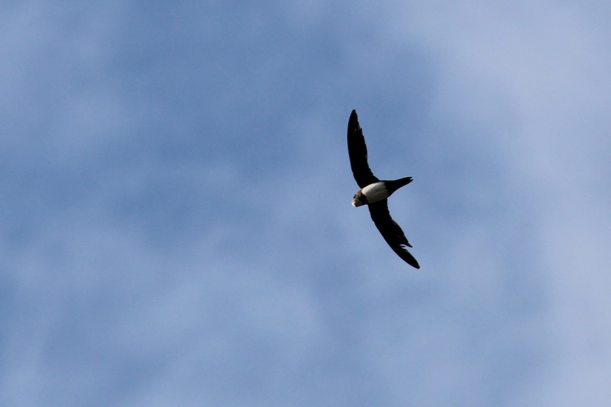 シロハラアマツバメ - ML645135340