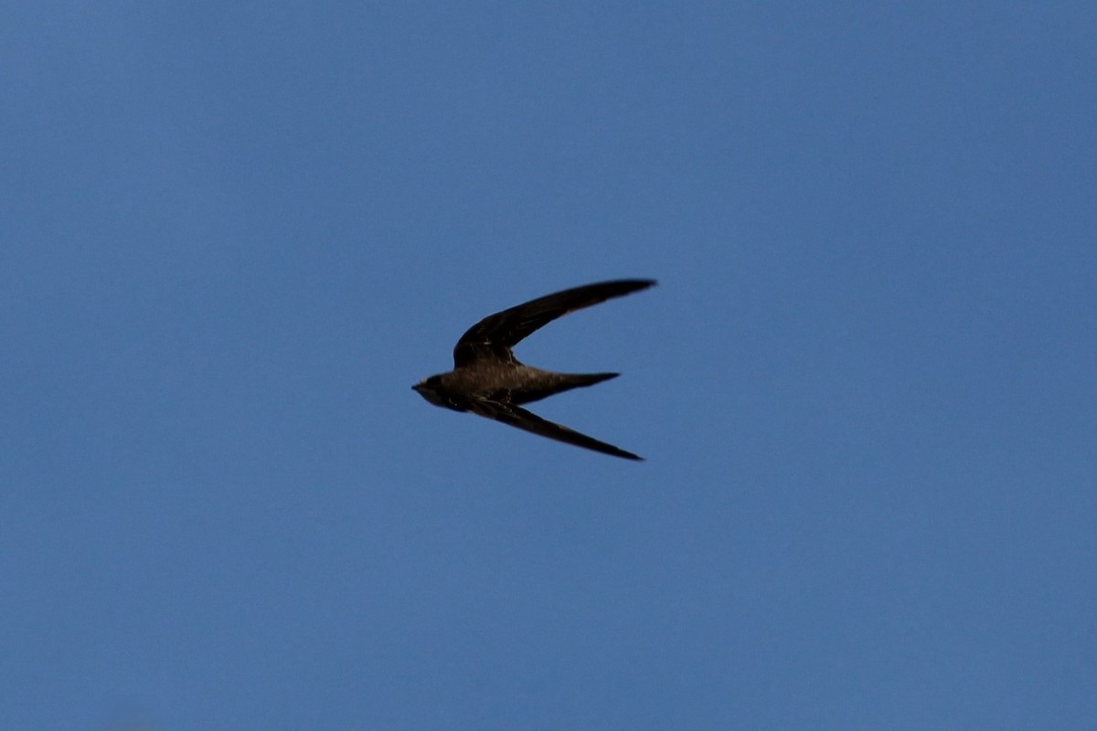 シロハラアマツバメ - ML645135341