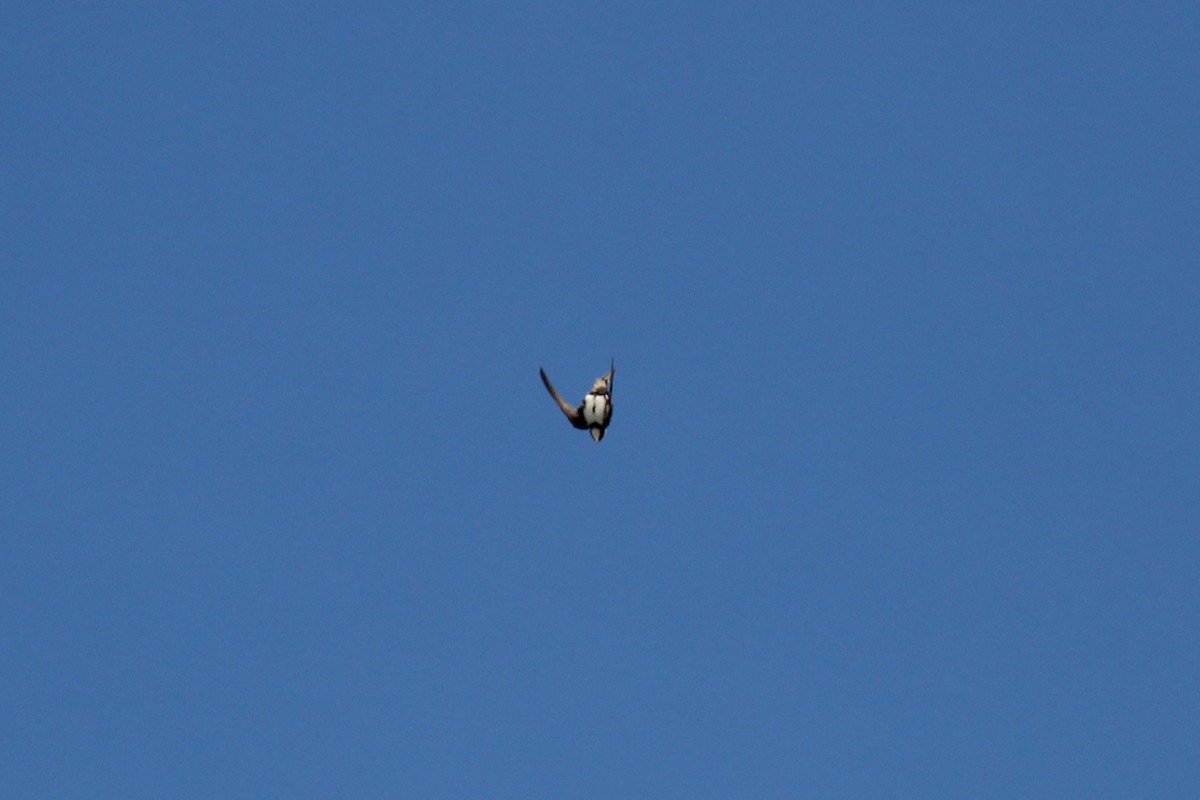 シロハラアマツバメ - ML645135342