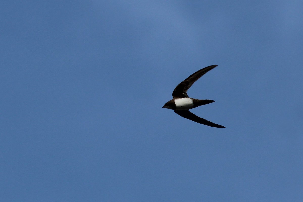 シロハラアマツバメ - ML645135343