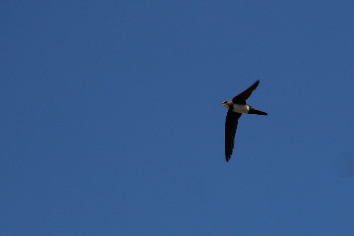 シロハラアマツバメ - ML645135344