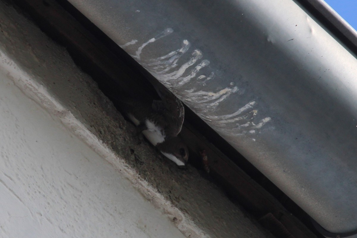 シロハラアマツバメ - ML645135345