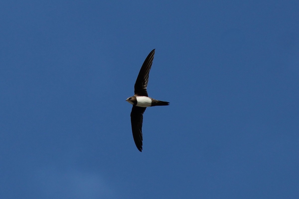 シロハラアマツバメ - ML645135346