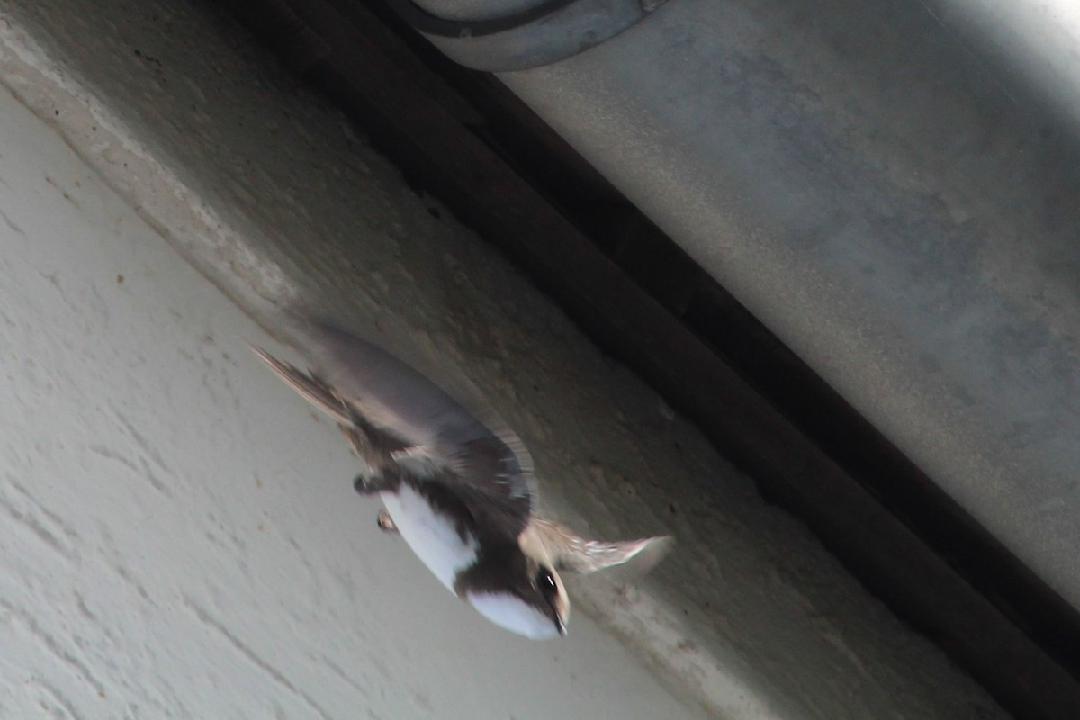 シロハラアマツバメ - ML645135347