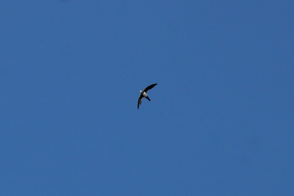 シロハラアマツバメ - ML645135348