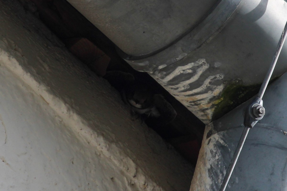 シロハラアマツバメ - ML645135349