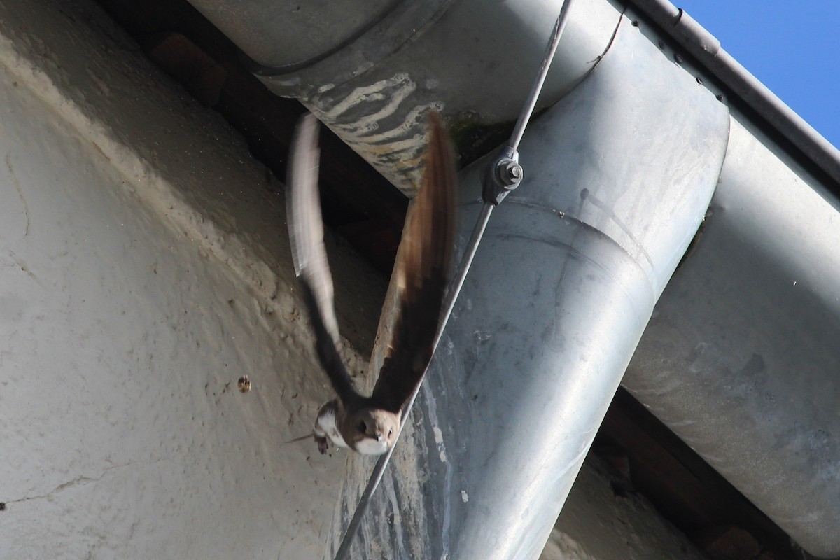 シロハラアマツバメ - ML645135350