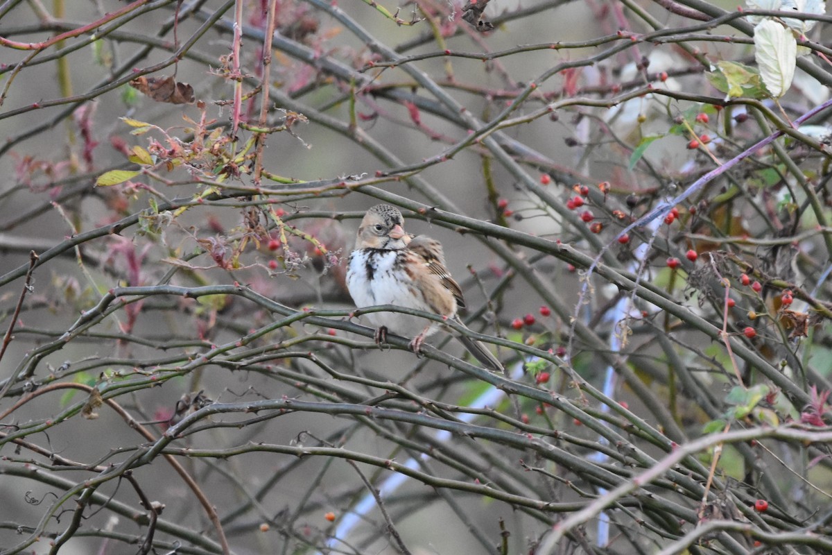 Harris's Sparrow - ML645135352