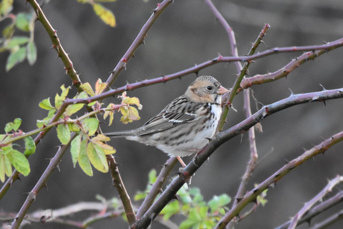 Harris's Sparrow - ML645135354