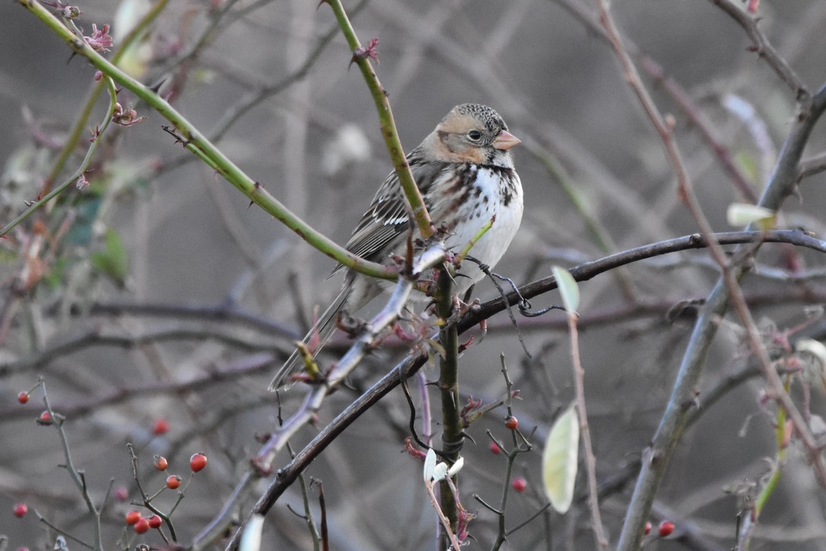 Harris's Sparrow - ML645135355