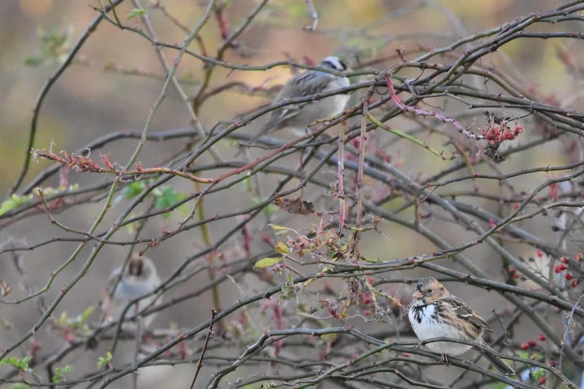 Harris's Sparrow - ML645135356